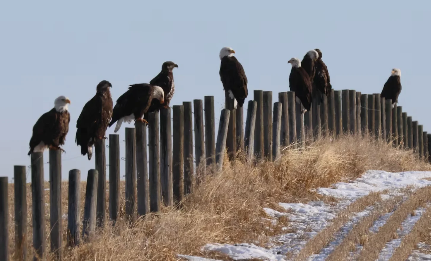 CBC: A gathering of bald eagles, known as a convocation, in the grasslands of Foothills County south of Calgary. The birds might hang out near agricultural areas to scavenge dead livestock. (Submitted by Avril Derbyshire)