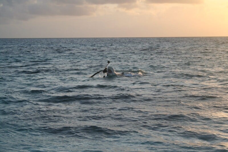 A whale’s tail fin emerges from the ocean surface at sunset, creating ripples in the water under a cloudy sky.