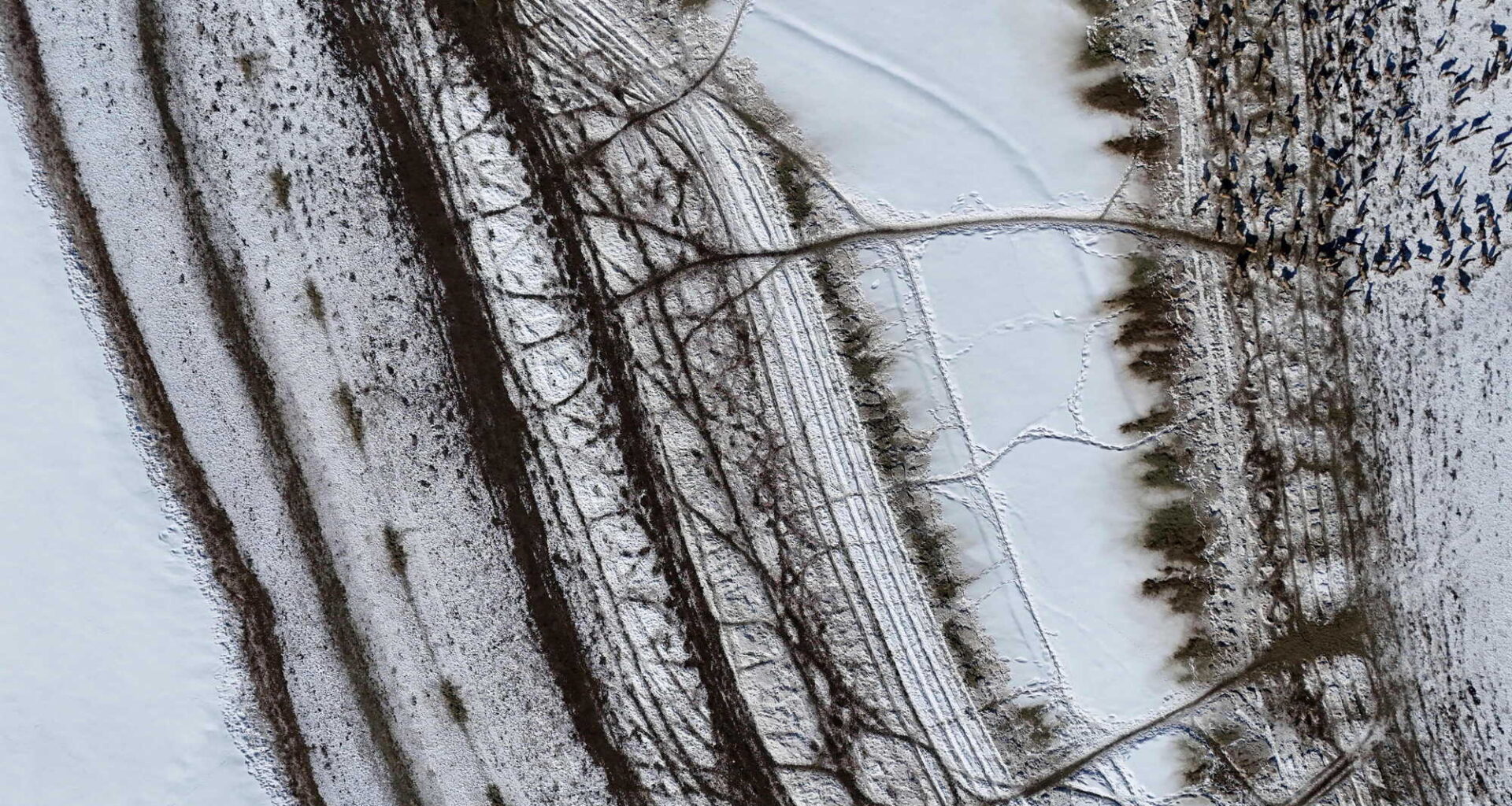 Sue to Close Elk Feedgrounds and Protect the Public Trust in Wildlife – The Wildlife News