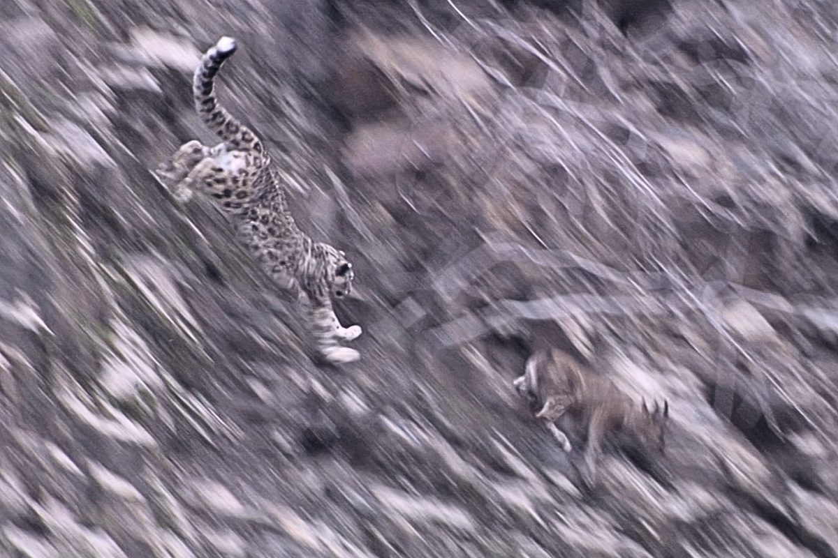 Snow leopard chase