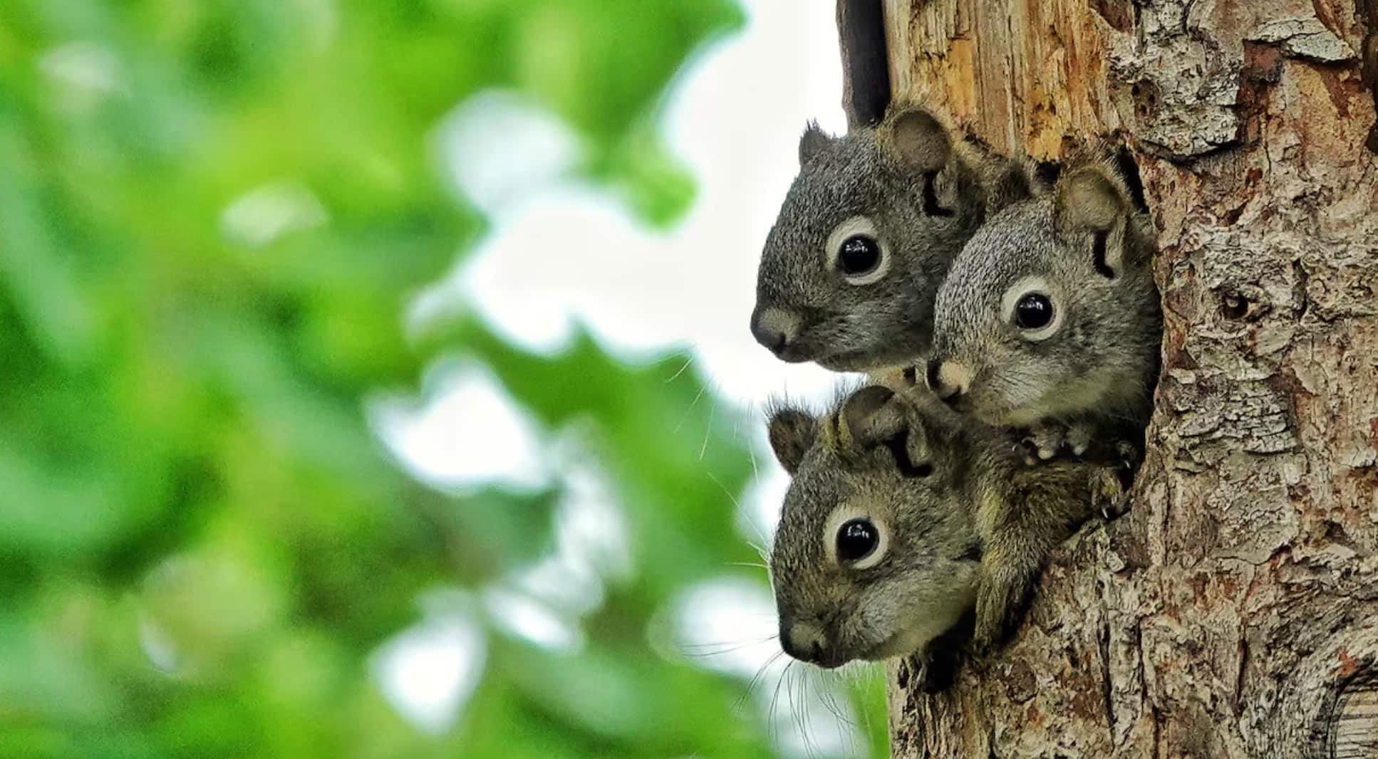 Three  squirrels peak their heads out of a hole, from inside a tree. 