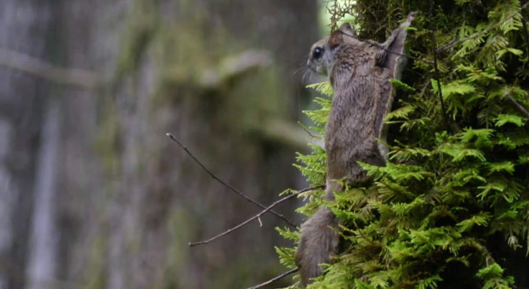 A squirrel hangs off a tree in the forest. 