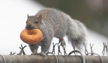 Today is a big day for squirrels. Here are 5 fun facts about the rodent | story