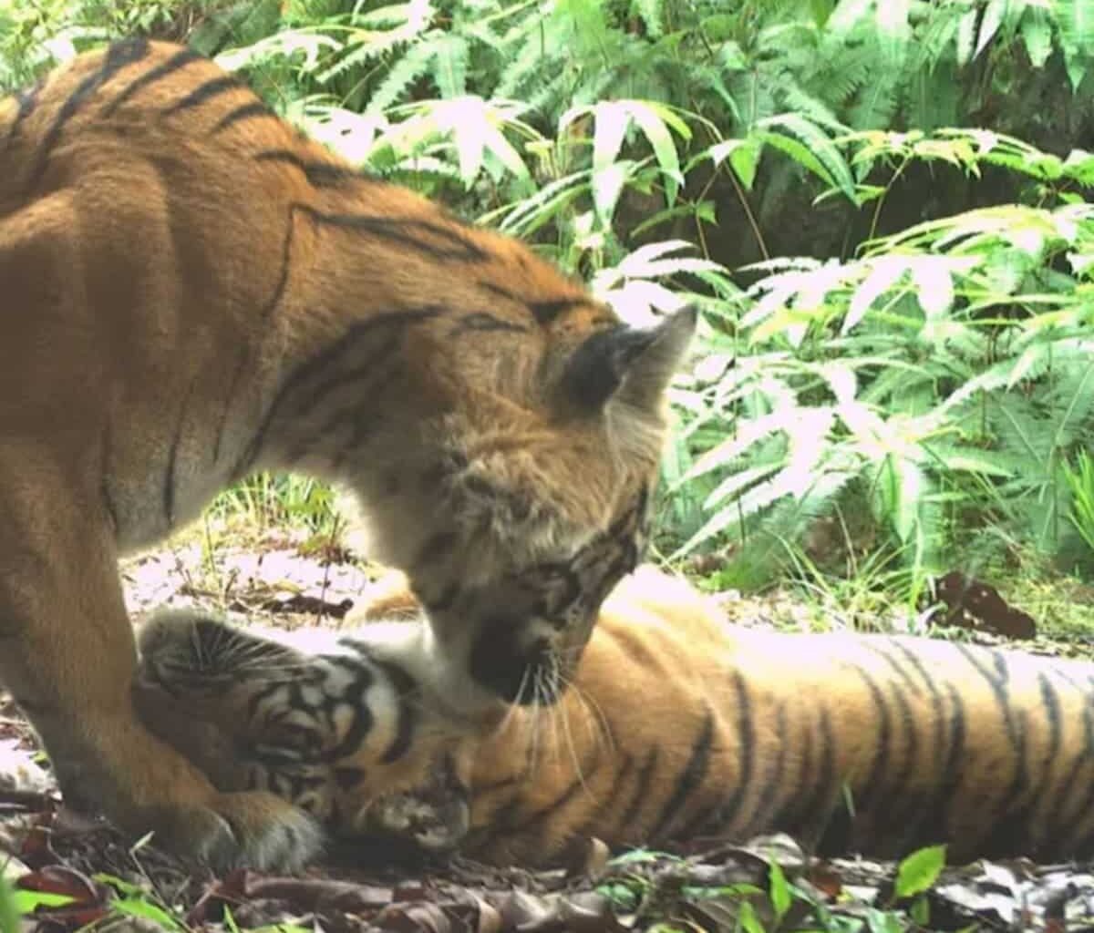 Sumatran tigers - copy