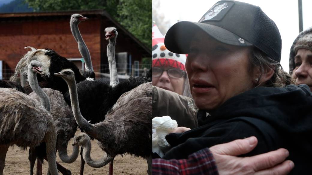 Click to play video: 'B.C. ostrich cull: Canada ‘waged war’ by gunning down birds in middle of night, family says'