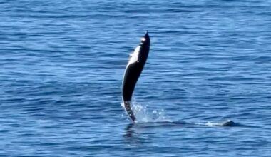 Tail walking dolphin