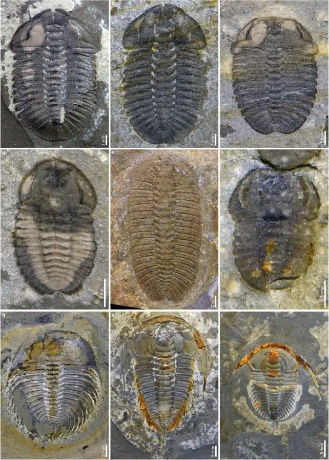 This Sample Displays Some Of The Trilobite Species Identified Within The Huayuan Biota.