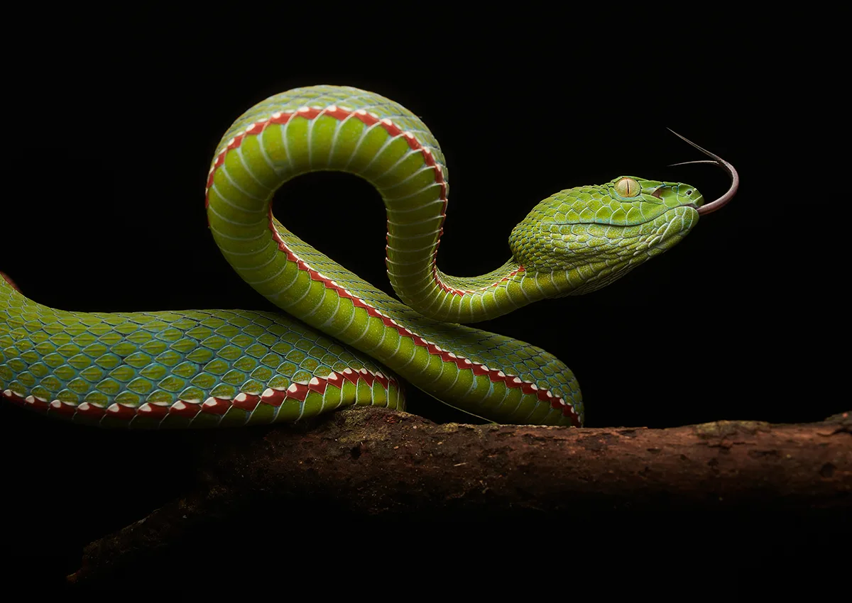 Green snake with long forked tongue.