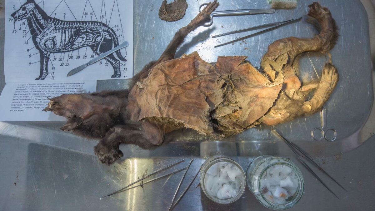 You Won't Believe Where Scientists Found a 14,400-Year-Old Woolly Rhino Genome