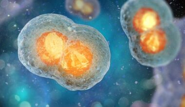 Dual pathways found for centromere specification, ensuring accurate chromosome segregation
