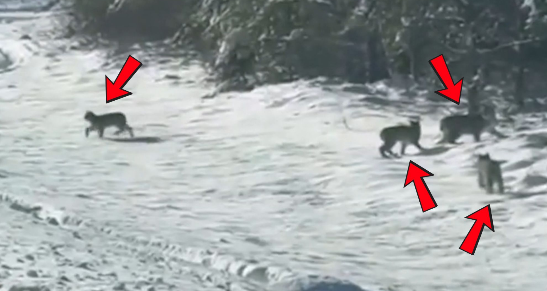 See it: Adorable lynx family caught on camera in NW Ontario