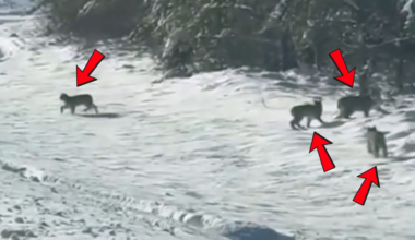 See it: Adorable lynx family caught on camera in NW Ontario