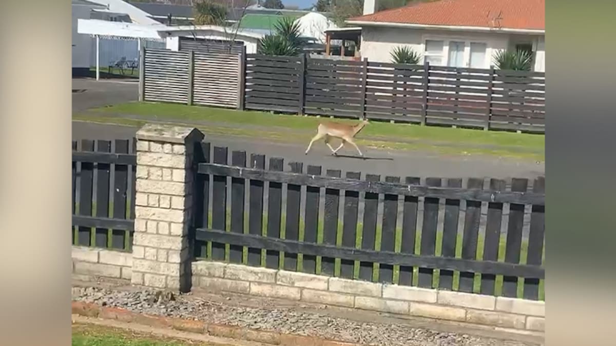 Solutions limited for roaming wild deer in Whanganui suburb, councils and DoC say
