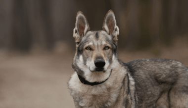 Wolf Dog Credit: MV Photo