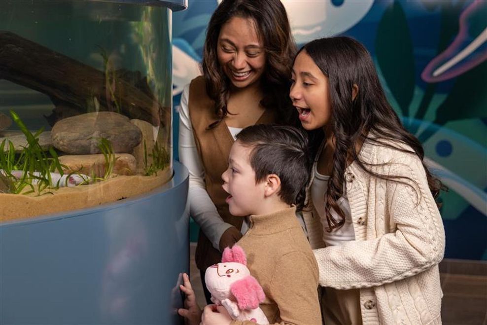 Vancouver Aquarium Amazing Axolotls f1