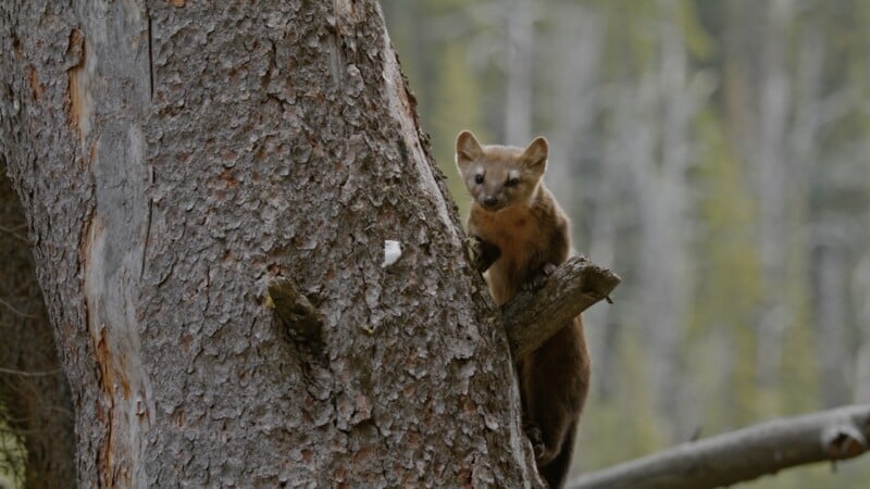 A pine marten with brown fur and a pale face clings to the side of a large tree trunk, peering out from behind it in a forest with blurred green and gray trees in the background.