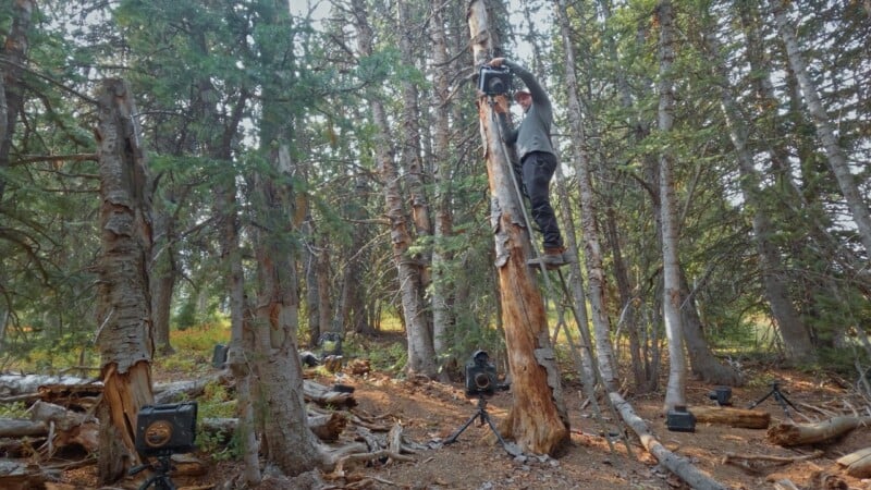A person stands on a ladder in a forest, mounting a camera to a tree. Several other cameras are set up on tripods around the wooded area, with fallen branches and dense trees in the background.