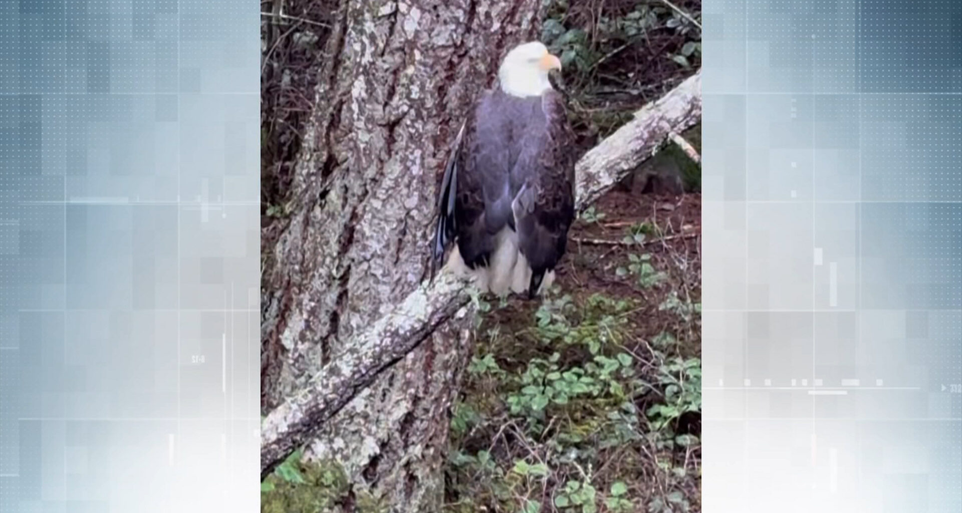 Bald eagle shot multiple times, euthanized after rescue in Metchosin