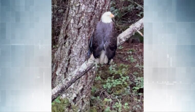Bald eagle shot multiple times, euthanized after rescue in Metchosin