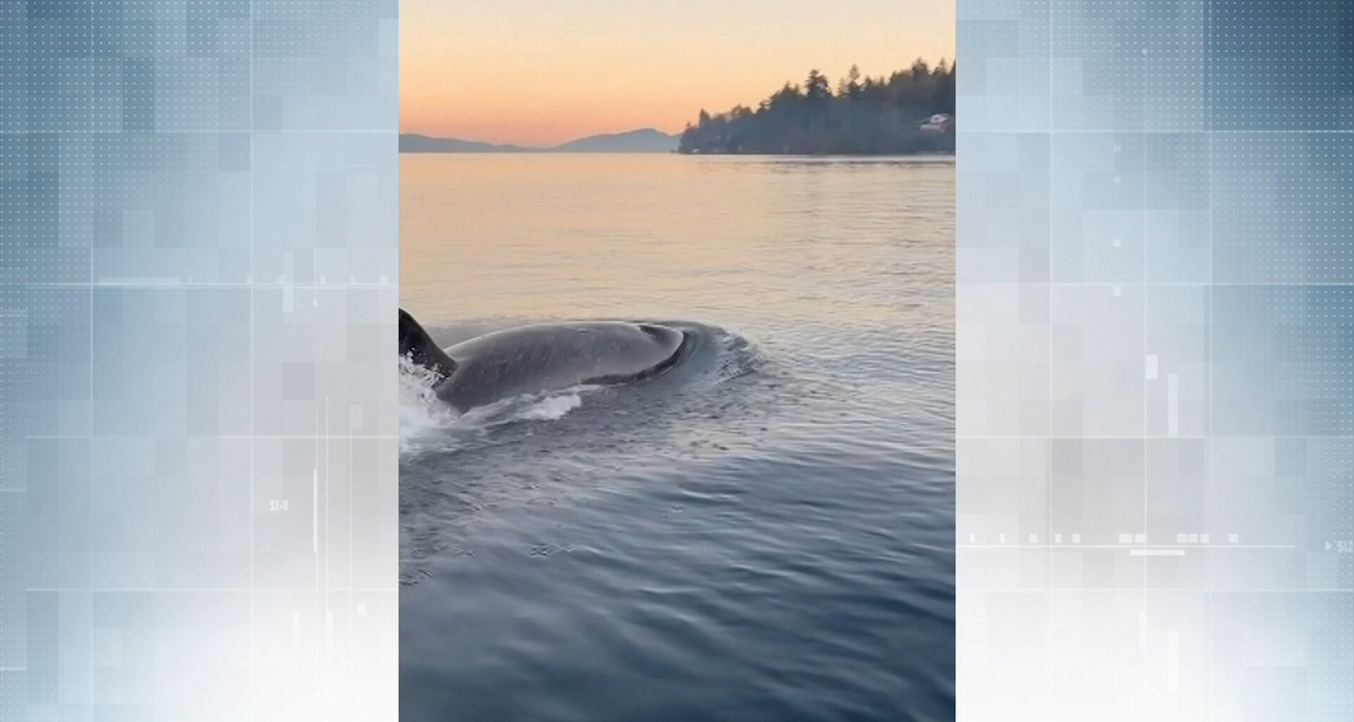 Orca encounter thrills Ladysmith family