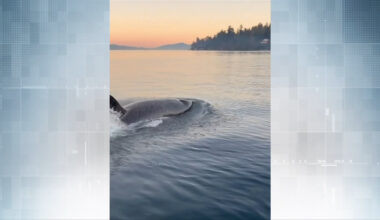 Orca encounter thrills Ladysmith family