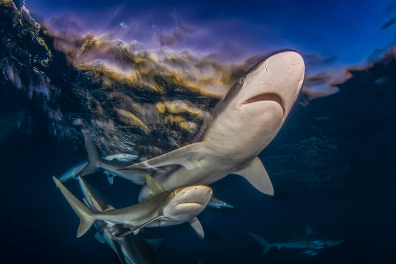 Several sharks swim underwater, with one large shark in the foreground. The surface of the water reflects light and colors from above, creating a dynamic, vibrant scene.