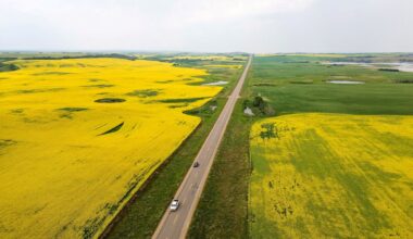 Government officials tell canola industry not to expect an end to tariffs despite Carney’s China visit