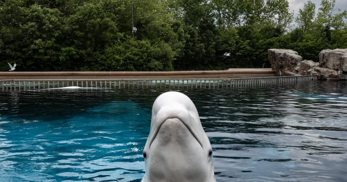 Marineland trying to get permit to ship remaining belugas to U.S., report says