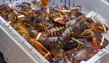 N.S. lobster exports tick up outside U.S., China, as tariffs soften demand