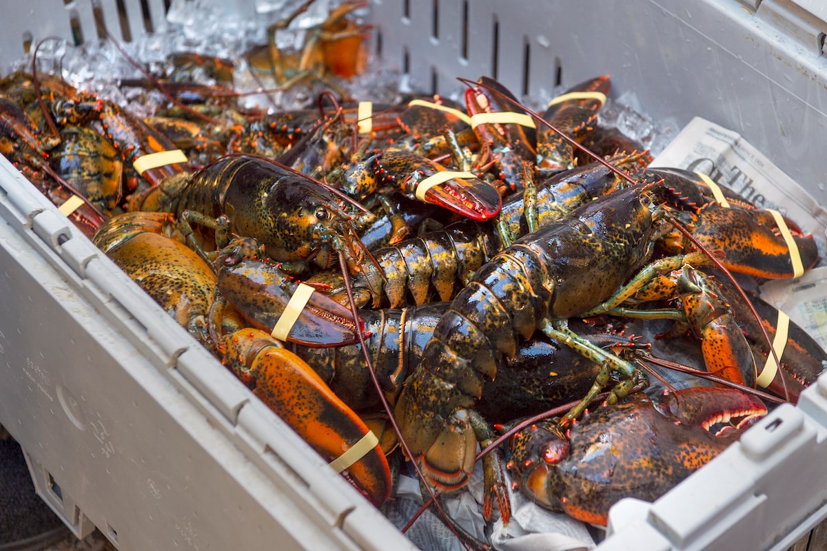 N.S. lobster exports tick up outside U.S., China, as tariffs soften demand