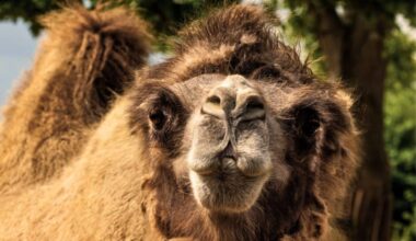 A Camel Species Lives On Saltwater And Radiation