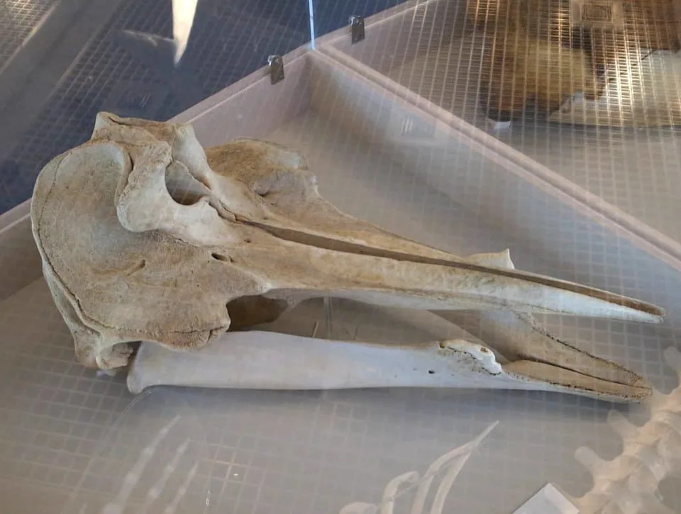 Mesoplodon ginkgodens skull