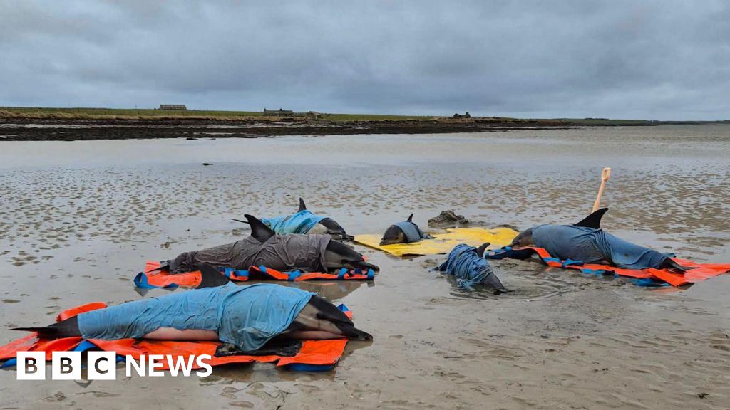 Dolphins and young rescued after stranding on Orkney beach