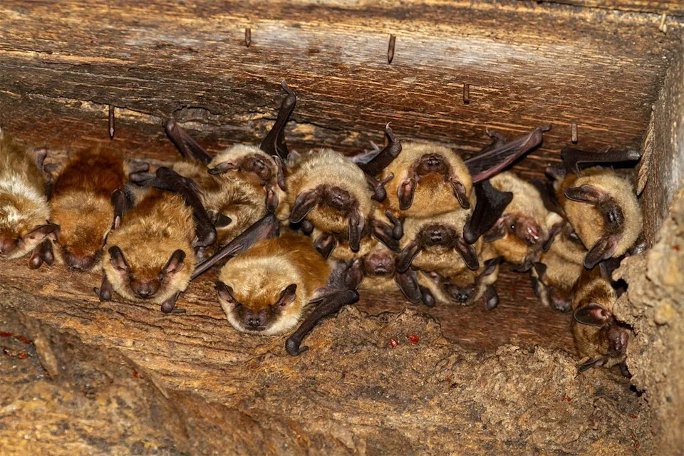 Group of Bats haning in a barn roof. Getty