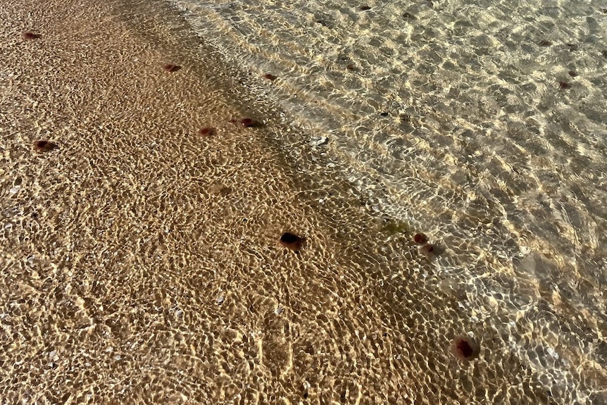 Dozens of jellyfish on the shore.