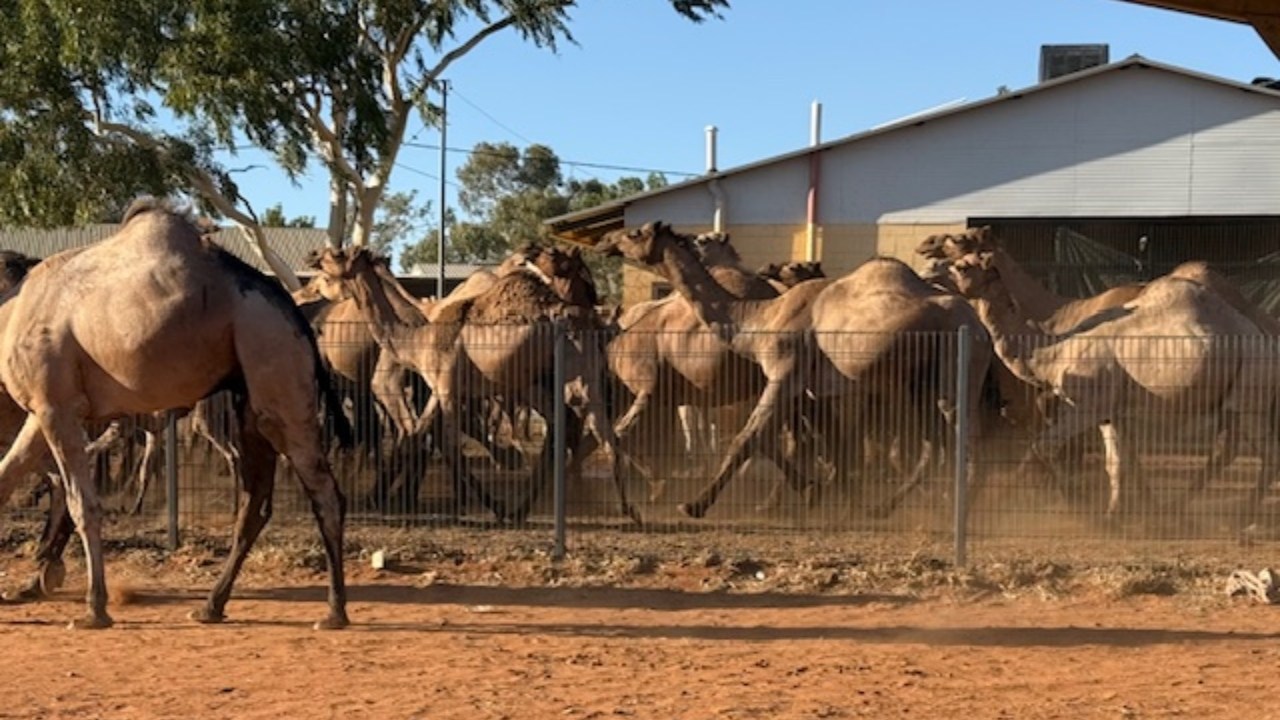 Aggressive feral camels knock out water supply to 11 homes in Mount Liebig, NT as they vandalise properties in central Australia