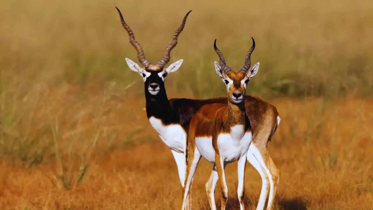 Andhra Pradesh – Blackbuck