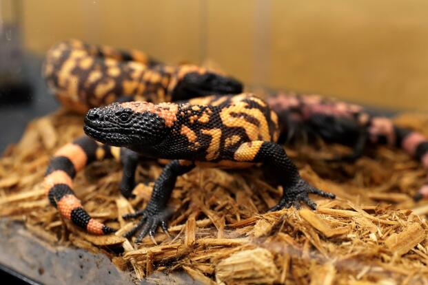 From Lizard Venom to Ozempic: How VA Research Changed Medicine