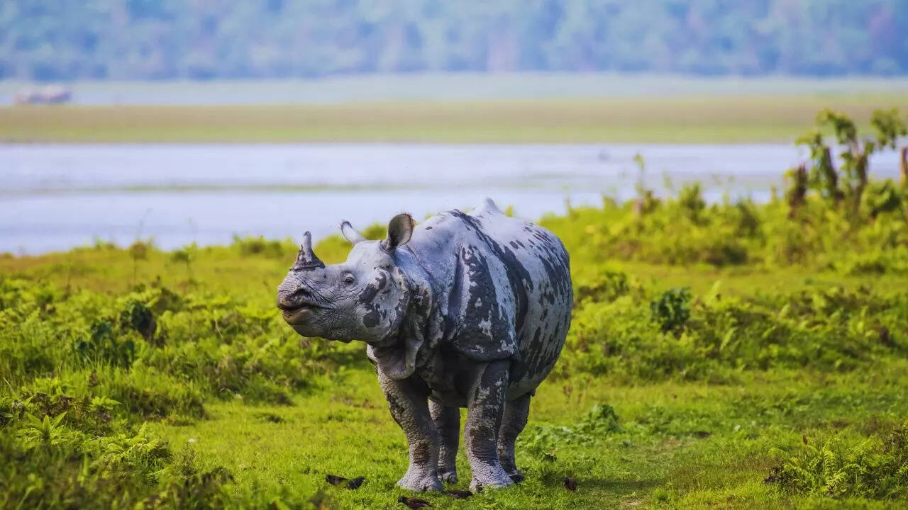 Assam – One-horned rhinoceros