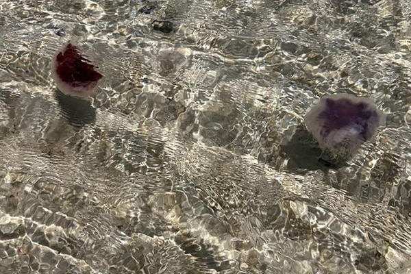 Two jellyfish bobbing in the water.