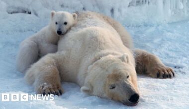 Polar bears on Norwegian islands fatter and healthier despite ice loss, scientists say - BBC