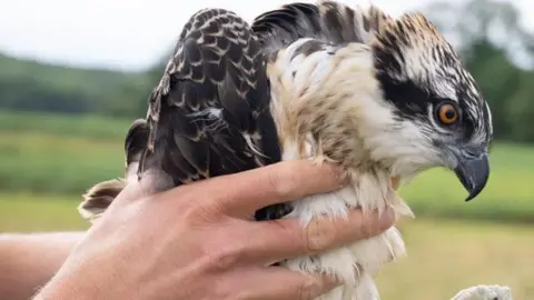 Stuart Wilson/Leicestershire and Rutland Wildlife Trust Osprey 7R4 being held up by a pair of hands
