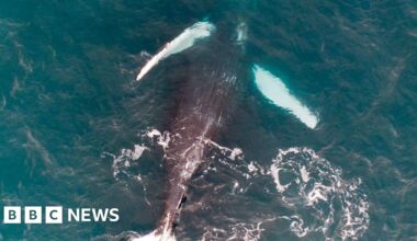 Gender of Pi the whale identified using drone photo