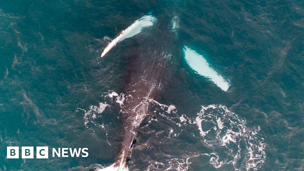 Gender of Pi the whale identified using drone photo