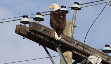 Why bald eagles are soaring again in Manitoba - PortageOnline.com