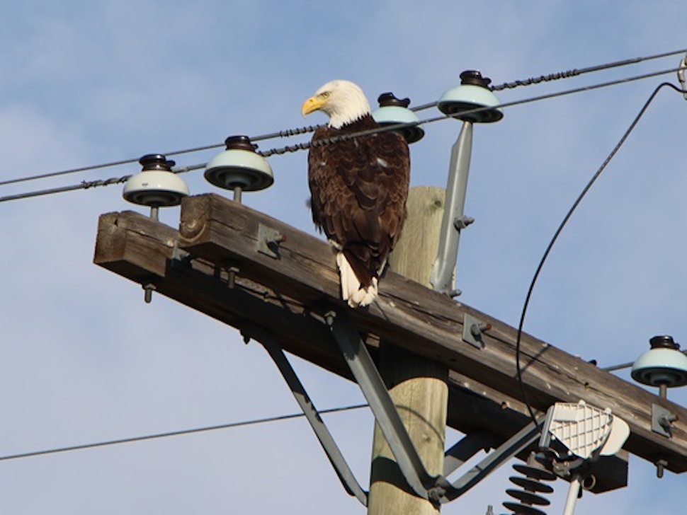 Why bald eagles are soaring again in Manitoba - PortageOnline.com