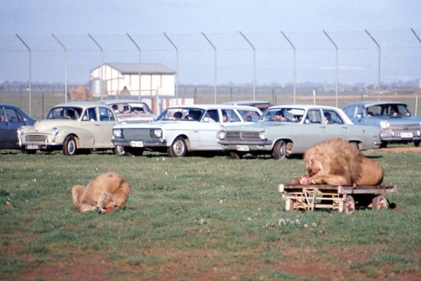 Lions feed in a paddock near a row of cars.