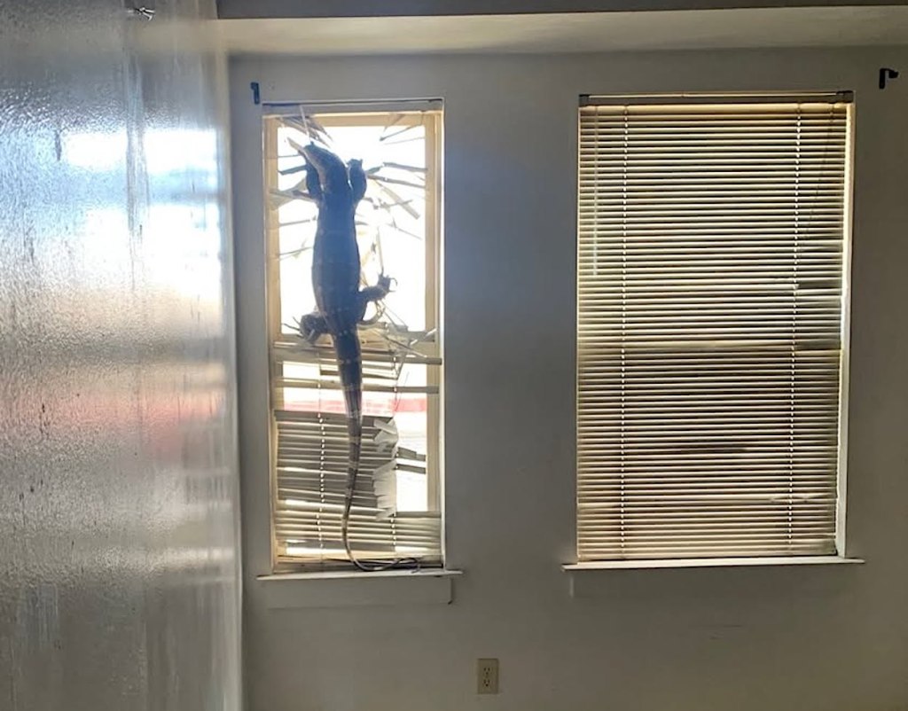 Huge lizard found in vacated Alameda home – East Bay Times