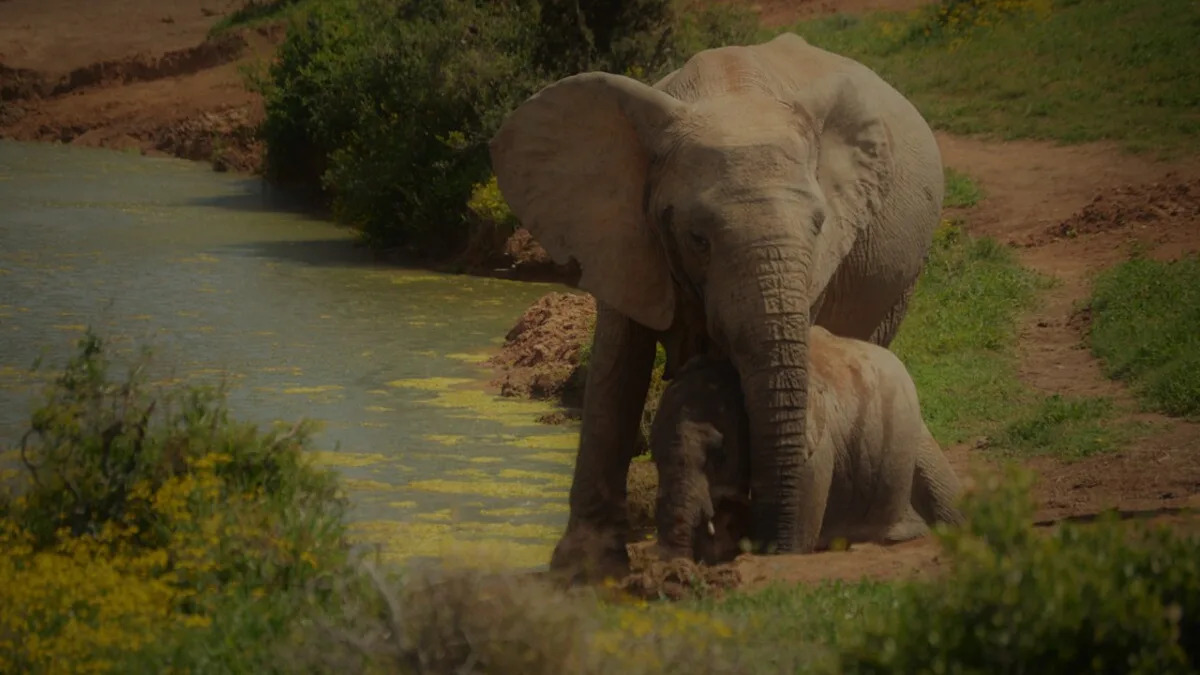 Mother Elephant’s Heroic Rescue of Baby Drowning in Raging River Has People Cheering