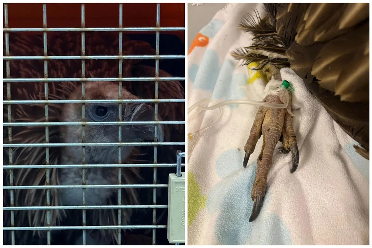 Himalayan vulture rescued by ACRES dies after condition deteriorated quickly